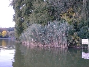 Ecosistemul din Bucuresti