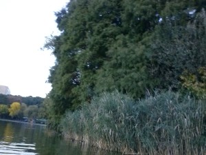 Insula ratelor ecosistemul din insula serpilor