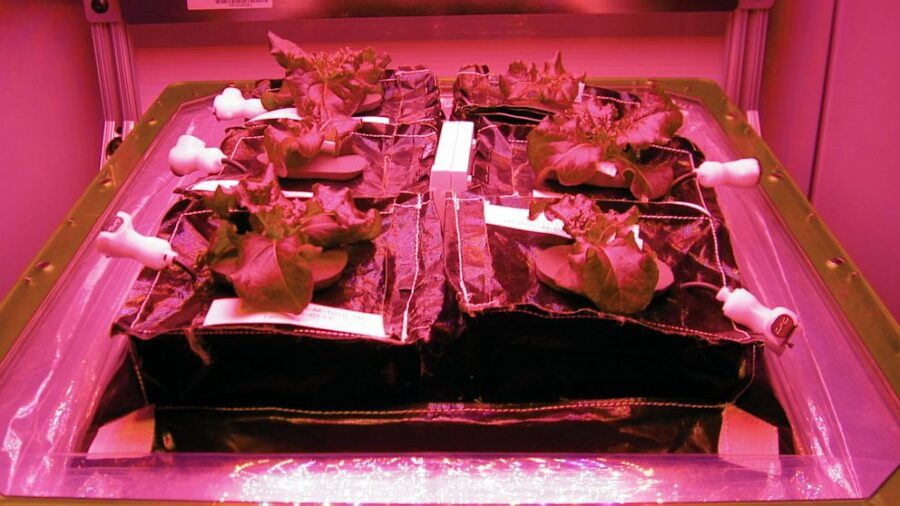 NASA vrea sa cultive salata si alte legume in spatiu
